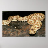 Hog Nose Snake Poster (Voorkant)