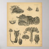 Hog Pig Interne Anatomy 1908 Print (Voorkant)