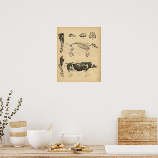 Hog varkensskeleton Anatomy 1908 Print (Keuken)
