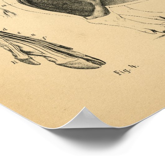 Hog varkensskeleton Anatomy 1908  Print (Hoek)