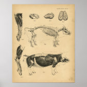 Hog varkensskeleton Anatomy 1908 Print (Voorkant)