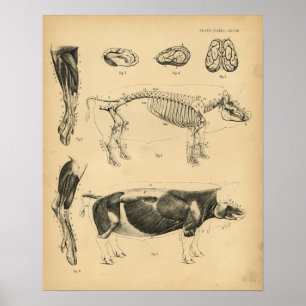 Hog varkensskeleton Anatomy 1908  Print