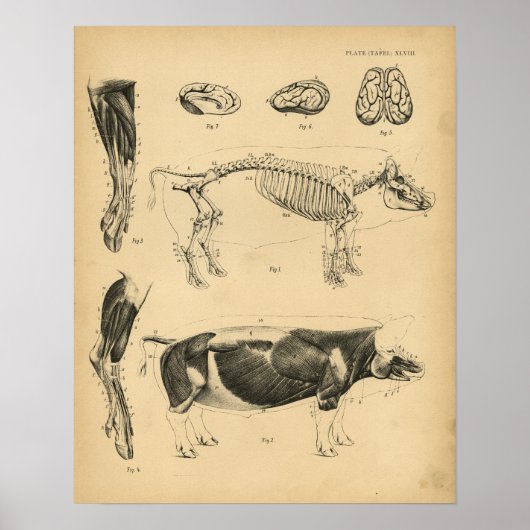 Hog varkensskeleton Anatomy 1908 Print (Voorkant)