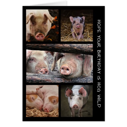Hog Wild Pigs Birthday Card (Voorkant)