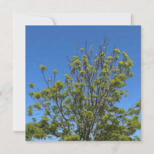 Hoge as boom in de prachtige blauwe lucht foto kaart