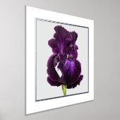 Hoge Baardiris Folie Tekst Print Poster (Laagn)
