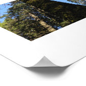 Hoge bomen in Yosemite Valley Kleurenfotografie Poster (Hoek)