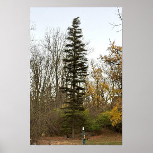 Hoge Boom Foto Poster