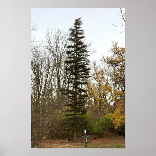 Hoge Boom Foto Poster (Voorkant)