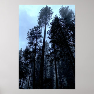 Hoge Dennen in de Mist - Yosemite Poster