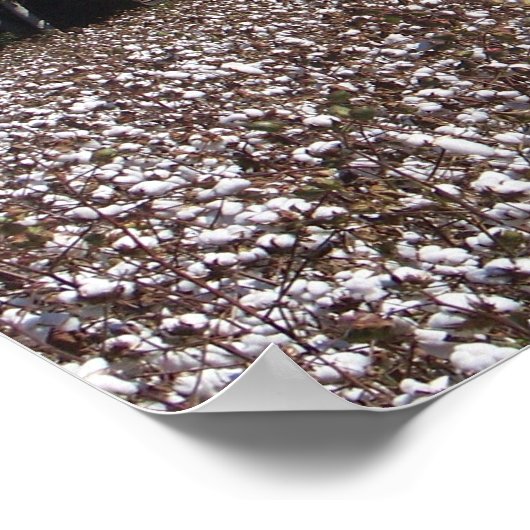 Hoge katoen poster (Hoek)