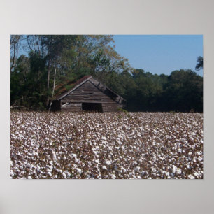Hoge katoen poster