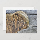 HOGE KOE BRIEFKAART (Voorkant / Achterkant)