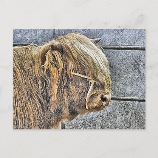 HOGE KOE BRIEFKAART (Voorkant)