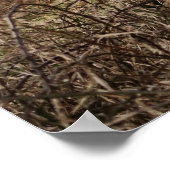 HOGE KOE, SCOTLAND POSTER (Hoek)