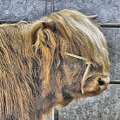 HOGE KOE VIERKANTE BUTTON 5,1 CM