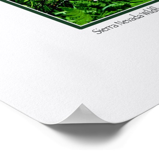 Hoge Sierra Nevada wilde bloemen Poster (Hoek)