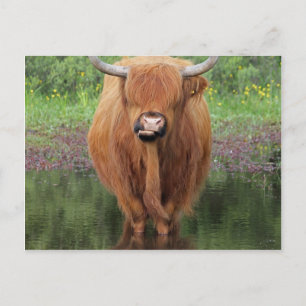Hogeenkoe Briefkaart