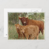 Hogekalveren Briefkaart (Voorkant / Achterkant)