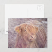 Hogelandenkool, hoerlandvee briefkaart (Voorkant / Achterkant)
