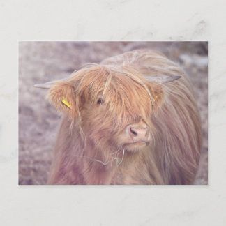 Hogelandenkool, hoerlandvee briefkaart