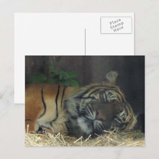 Hoger slapen? briefkaart (Voorkant / Achterkant)