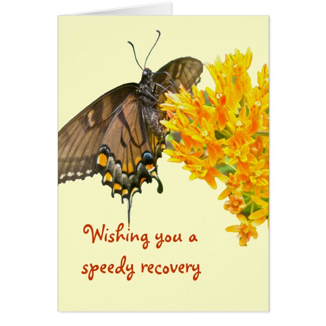 Hoger Swallowtail Butterfly (Papilio glaucas) Item (Voorkant)