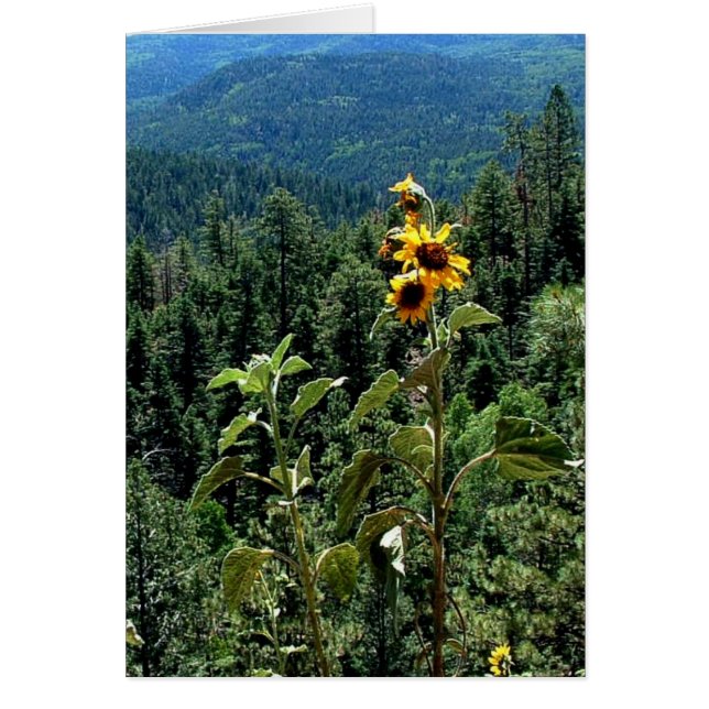 Hogeweg naar Taos (Voorkant)