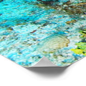 Hogfish Poster (Hoek)