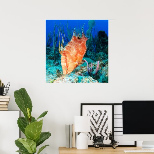 Hogfish Poster (Thuiskantoor)