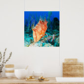 Hogfish Poster (Keuken)