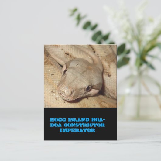 Hogg-boa Briefkaart (Staand voorkant)