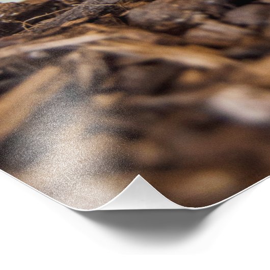 Hogna Carolinensis - Wolf Spider Foto Afdruk (Hoek)