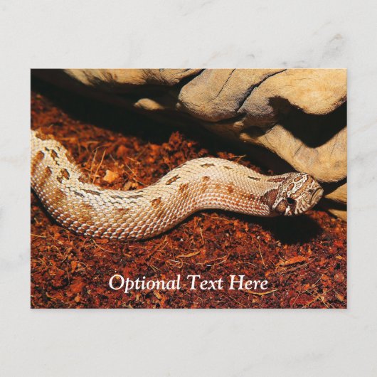 Hognose Pet Snake Briefkaart (Voorkant)