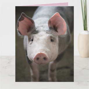 HOGS EN KISSES PIG KAART KAARTEN