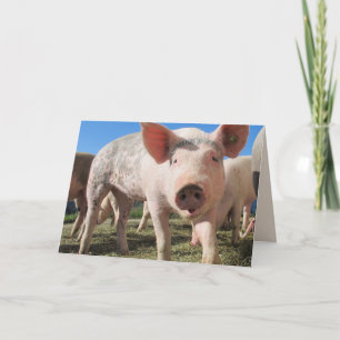 HOGS EN KISSES PIG LOVE Wenskaart Kaart