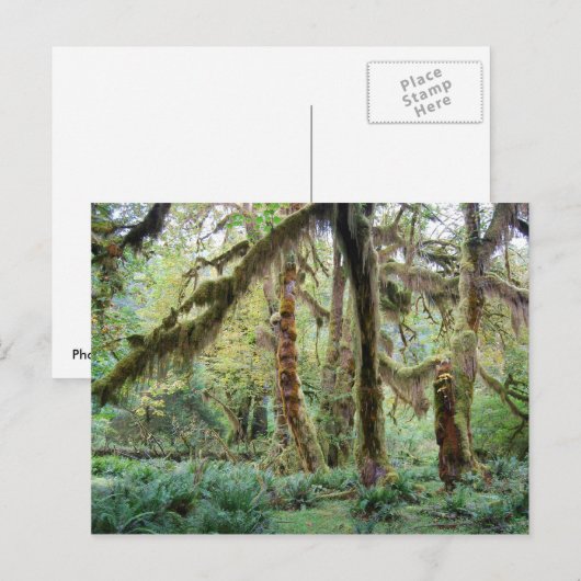 Hoh Rain Forest Briefkaart (Voorkant / Achterkant)