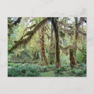 Hoh Rain Forest Briefkaart