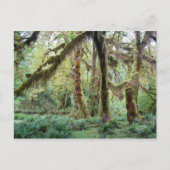 Hoh Rain Forest Briefkaart (Voorkant)