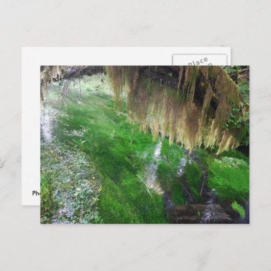 Hoh Rain Forest Briefkaart (Voorkant / Achterkant)