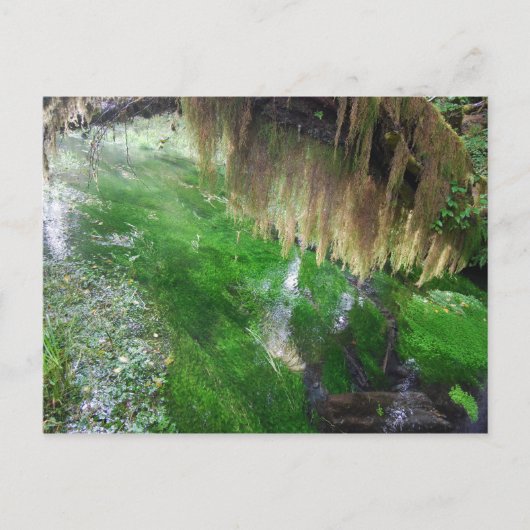Hoh Rain Forest Briefkaart (Voorkant)
