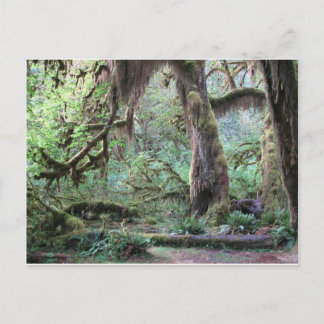 Hoh Rain Forest - Nationaal Park van het Olympisch Briefkaart