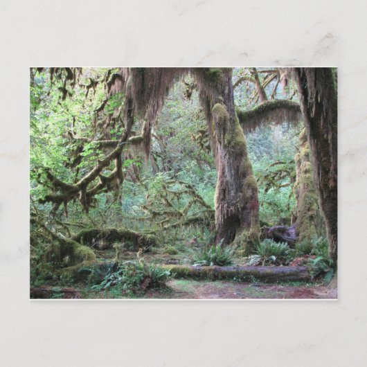 Hoh Rain Forest - Nationaal Park van het Olympisch Briefkaart (Voorkant)