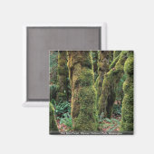 Hoh Rain Forest, Olympisch Nationaal Park, Washing Magneet (Voorkant / Achterkant)