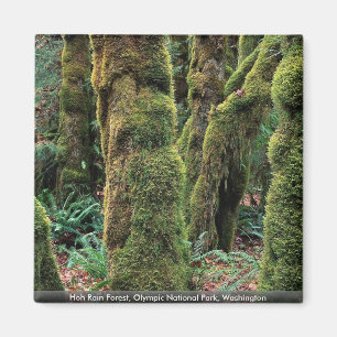 Hoh Rain Forest, Olympisch Nationaal Park, Washing Magneet