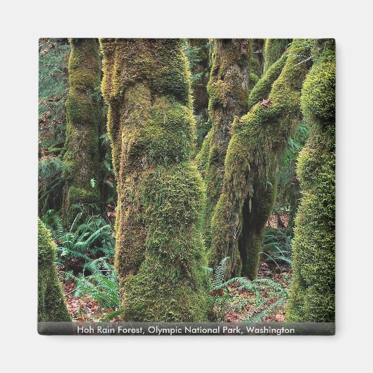 Hoh Rain Forest, Olympisch Nationaal Park, Washing Magneet (Voorkant)