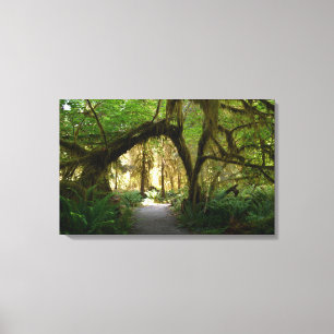 Hoh Rainforest Olympisch Penninsula Washington Canvas Afdruk