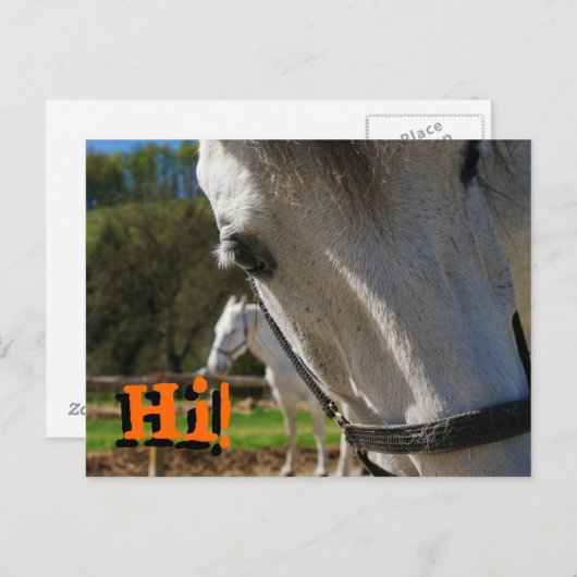 Hoi! Briefkaart (Voorkant / Achterkant)