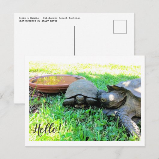 Hoi! Briefkaart (Voorkant / Achterkant)