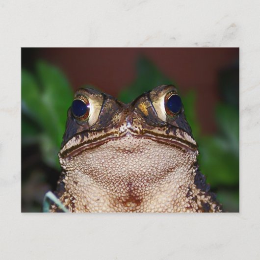 Hoi! Briefkaart (Voorkant)